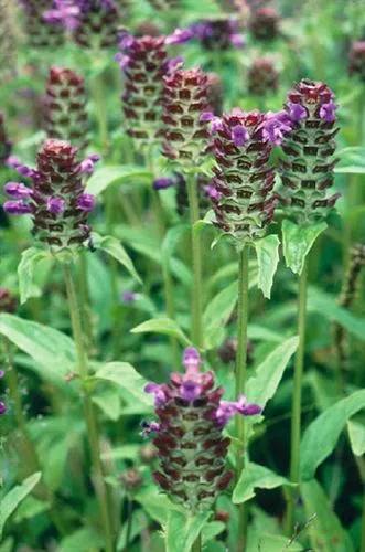 Common Self-Heal