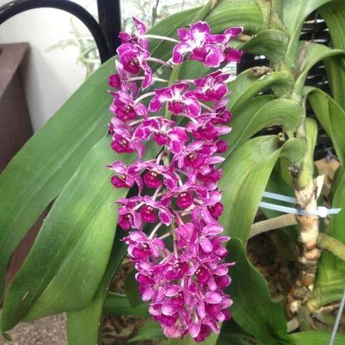 Rhynchostylis Gigantea