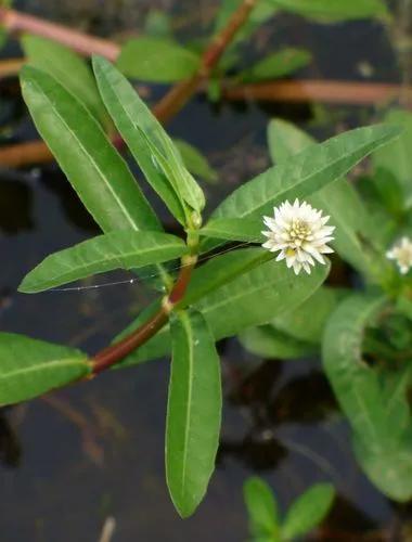 Alligator weed