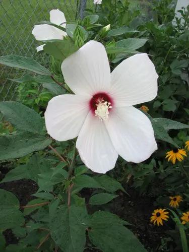 Swamp Rose Mallow