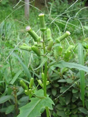 Coastal Burnweed