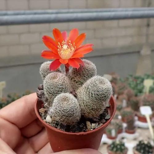 Rebutia