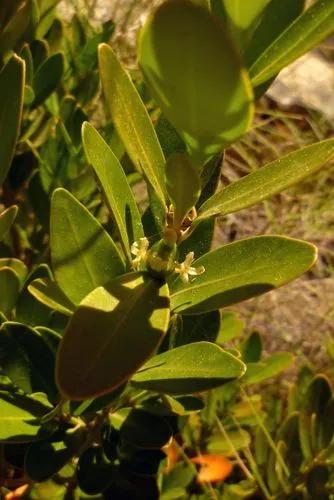 Balearic Boxwood