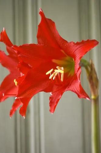Mexican Lily