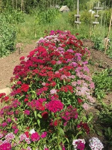 Sweet-William
