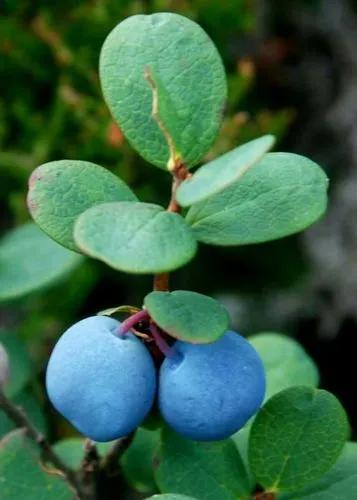 Bog bilberry