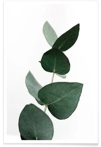 Eucalyptus