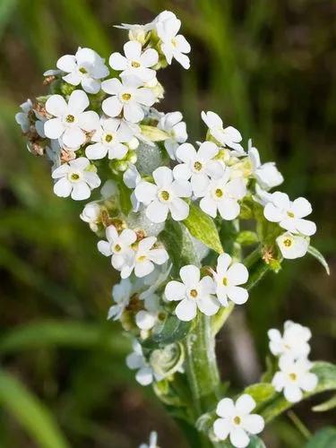 Heliotropium Steudneri