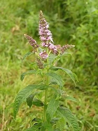 Mentha Longifolia