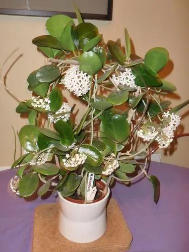 Hoya Carnosa Australis’
