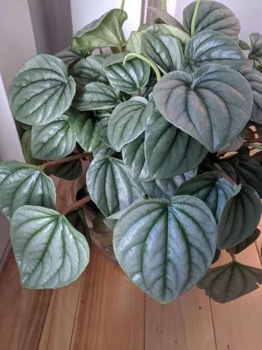 Peperomia Moonlight