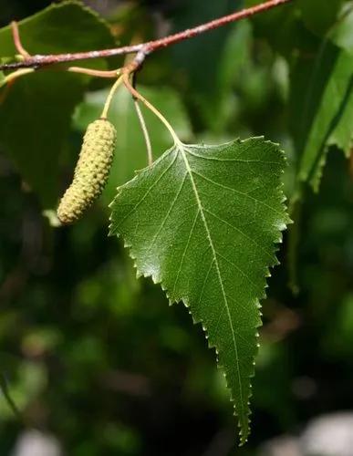 Grey Birch