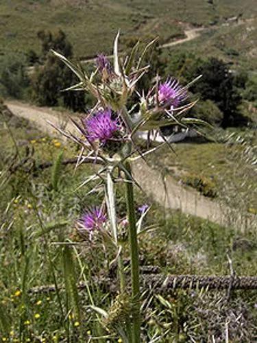 Syrian Thistle