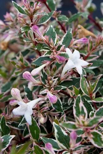 Glossy Abelia