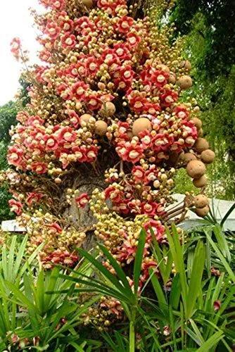 Cannonball Tree