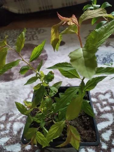 Cestrum Microcalyx