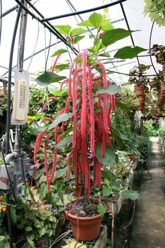 Strawberry Firetail