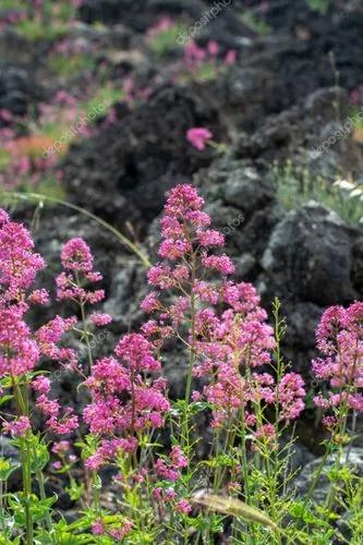 Etna Ornamental