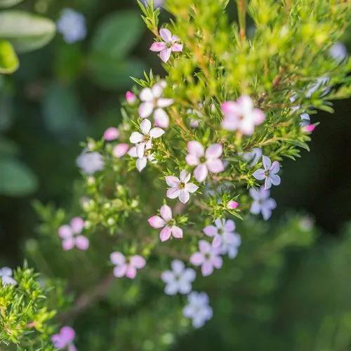 Diosma