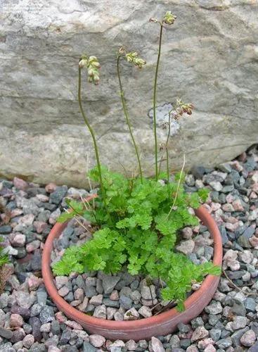 Thalictrum Alpinum
