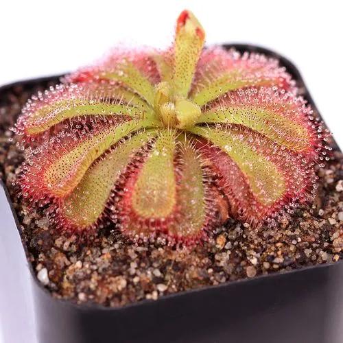 Australian Sundew