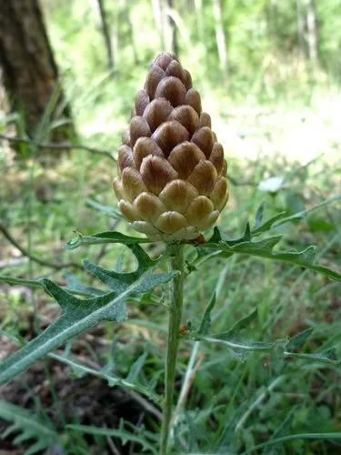 Rhaponticum Coniferum