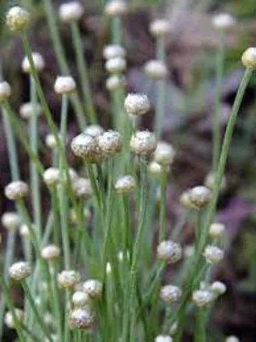 Eriocaulon Sexangulare