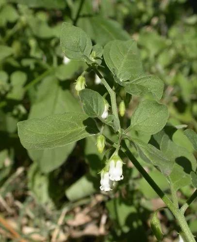 Lily Of The Valley Vine