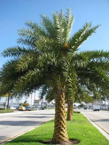 Silver Date Palm