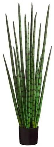 Snake Grass