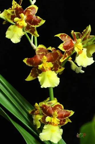 Oncidium Sphacelatum