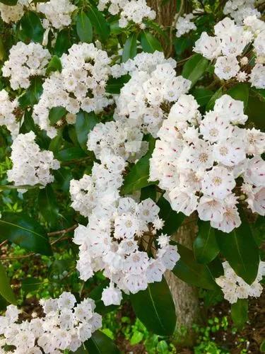 Mountain Laurel