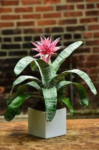 Bromeliad Aechmea Pink