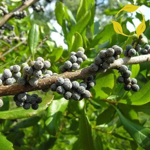 Wax Myrtle