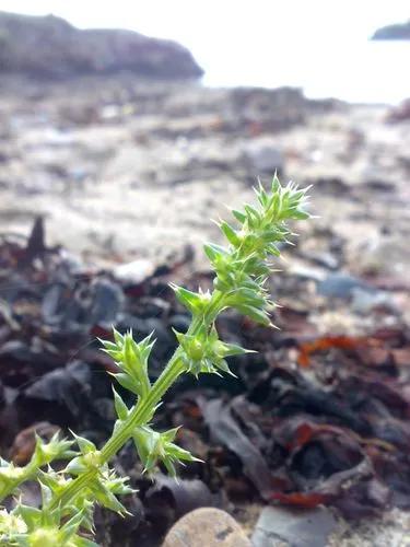 Salsola Vermiculata