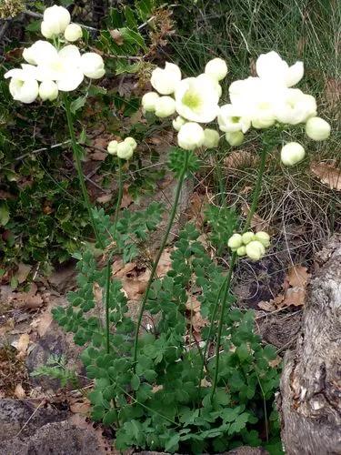 Thalictrum Tuberosum