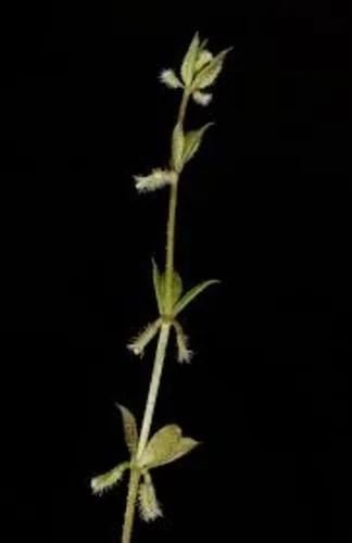 Small Goosegrass