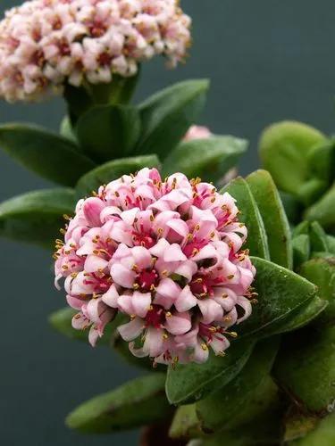 Crassula Springtime