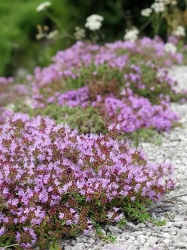 Creeping Thyme