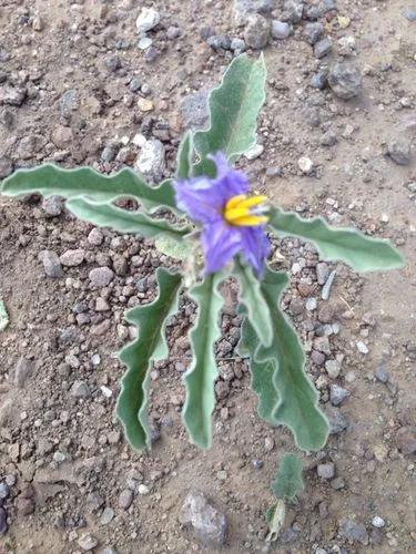 Silver-leaf Nightshade