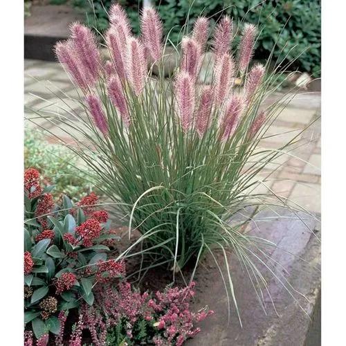 Chinese fountain grass