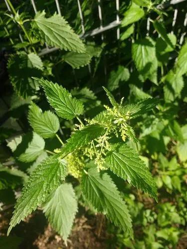 Burning Nettle