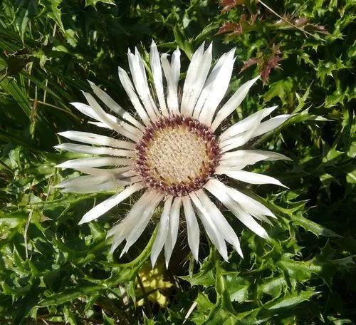 Dwarf Carline Thistle