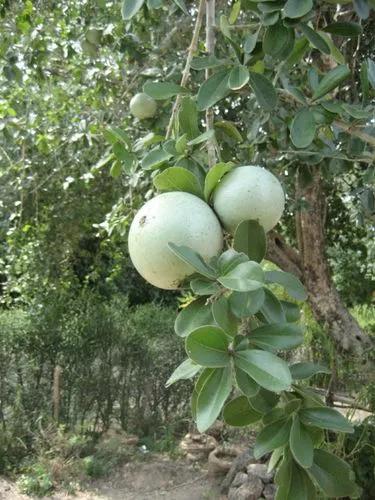 Spiny Leaved Monkey Orange