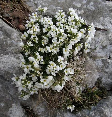 Draba Dedeana