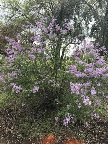 Persian-lilac