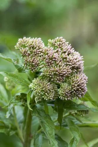 Hemp-agrimony