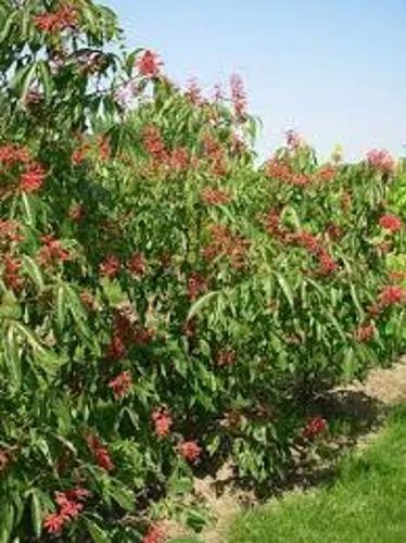 Red Buckeye