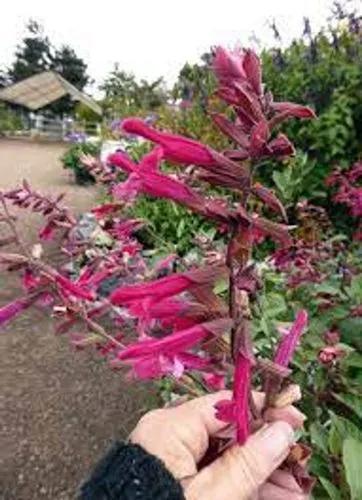 Salvia “wendy’s Wish” Sage