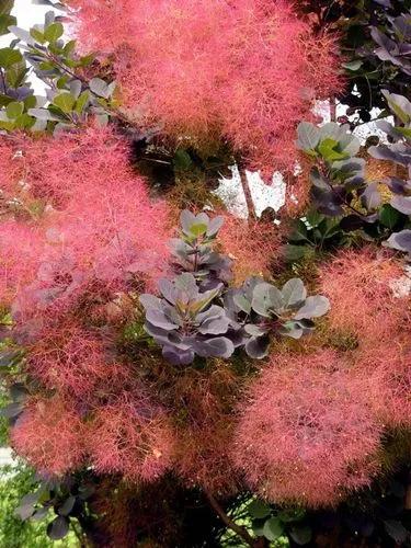 Smoke Bush